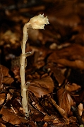 David Plant Photography - Wildlife Photography - Yellow bird's-nest - C